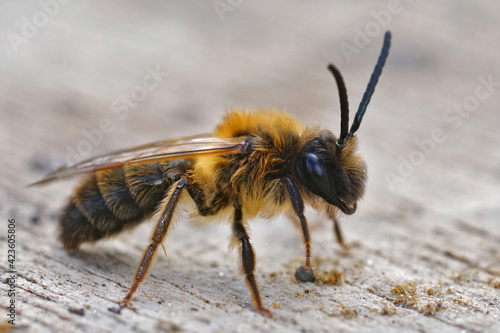Closeup of the male of the Grey-gastered mining bee, Andrena tibialis
