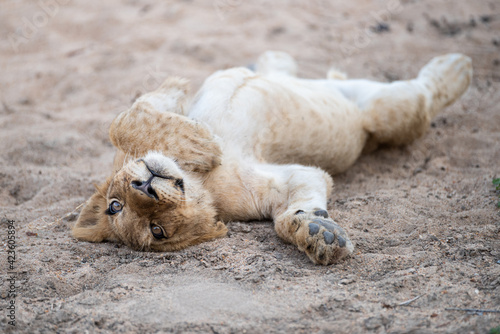 A Lion cub seen on a safari in South Africa