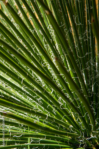 Ornamental grasses with white spirals on leaves