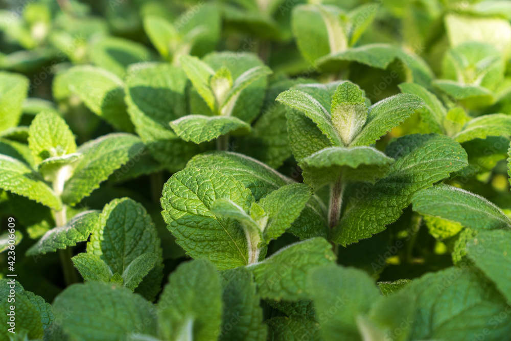 Close up of vegetable seedlings. Close up of vegetable seedlings.