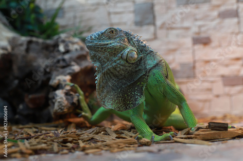 Green large iguana close-up. Lizard.