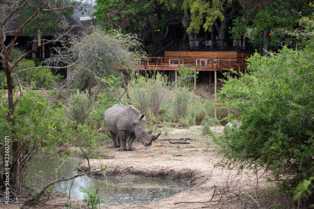 Fototapeta premium White Rhino seen at a waterhole in front of a Safari Lodge in South Africa