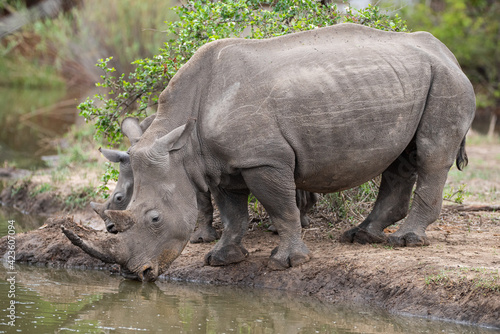 A White Rhino cow and her calf seen on a safari in South Africa