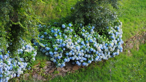 hydrangeas in the garden