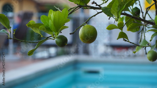 green lemon on a tree