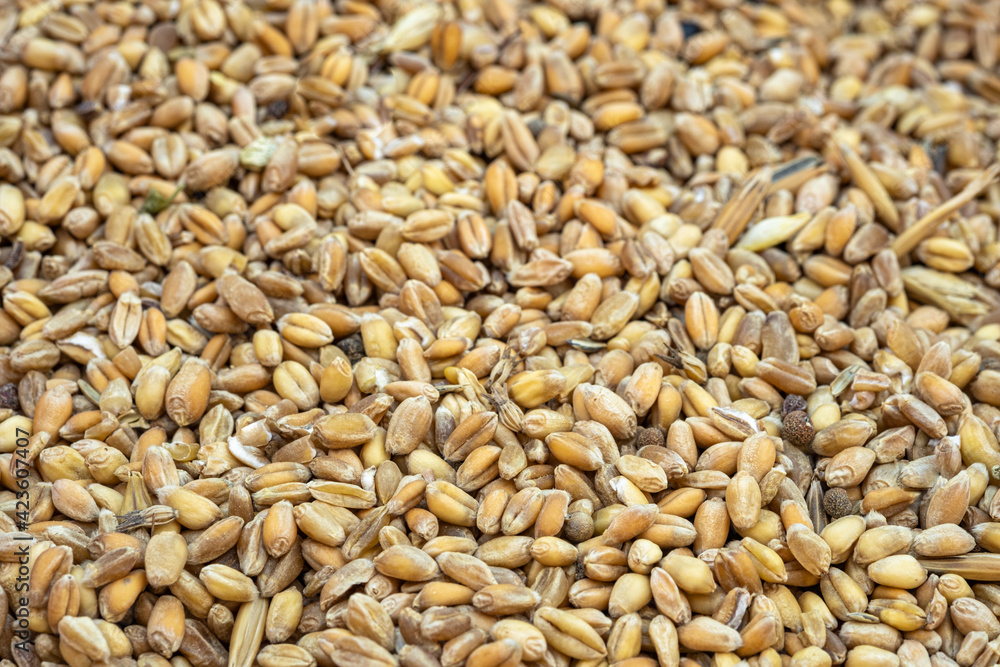 Wheat seeds grains textured background,raw food ingredients,agricultural product Wheat seeds grains textured background,raw food ingredients,agricultural product