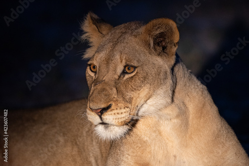 Fototapeta Naklejka Na Ścianę i Meble -  A Female Lion seen on a safari in South Africa