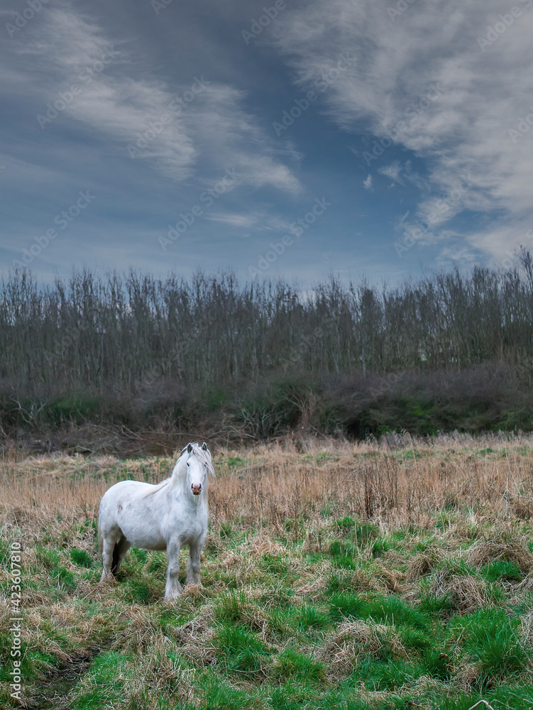 Obraz premium Cute white horse in a green field. Agriculture industry. Big animal in a nature environment. Blue cloudy sky. Vertical image