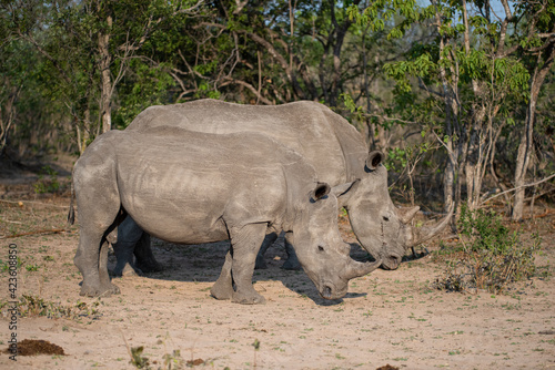 A White Rhino cow and her calf seen on a safari in South Africa