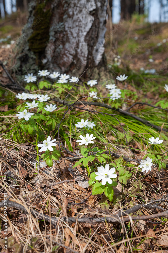 Forest meadow covered with many beautiful white flowers of anemone nemorosa (windflower) Forest meadow covered with many beautiful white flowers of anemone nemorosa (windflower)