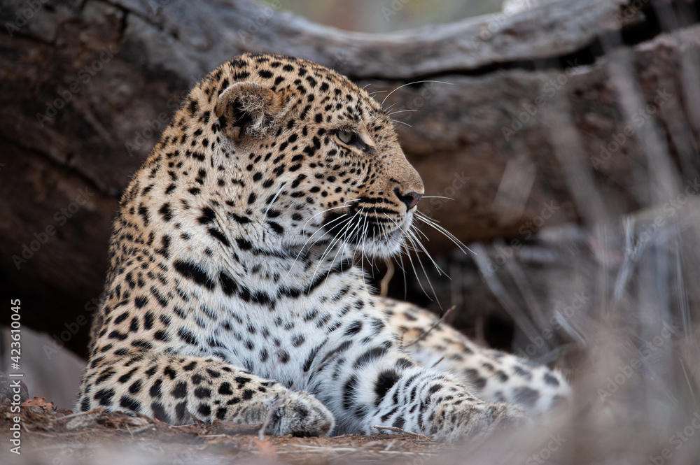 A female Leopard seen on a safari in South Africa A female Leopard seen on a safari in South Africa
