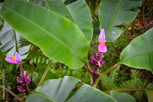 ハワイ島の植物