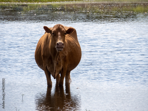 red cow inside wetland looking at camera