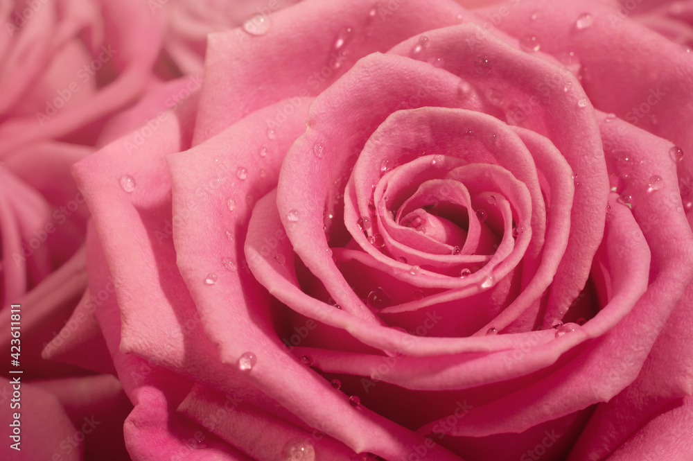 Pink rose macro Pink rose macro