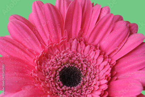 Pink gerbera close up