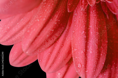 Red gerbera on a black background