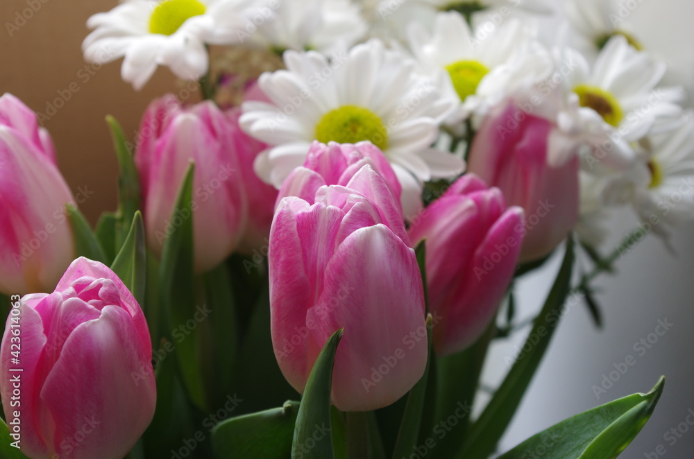 Fototapeta premium pink tulips and white daisies