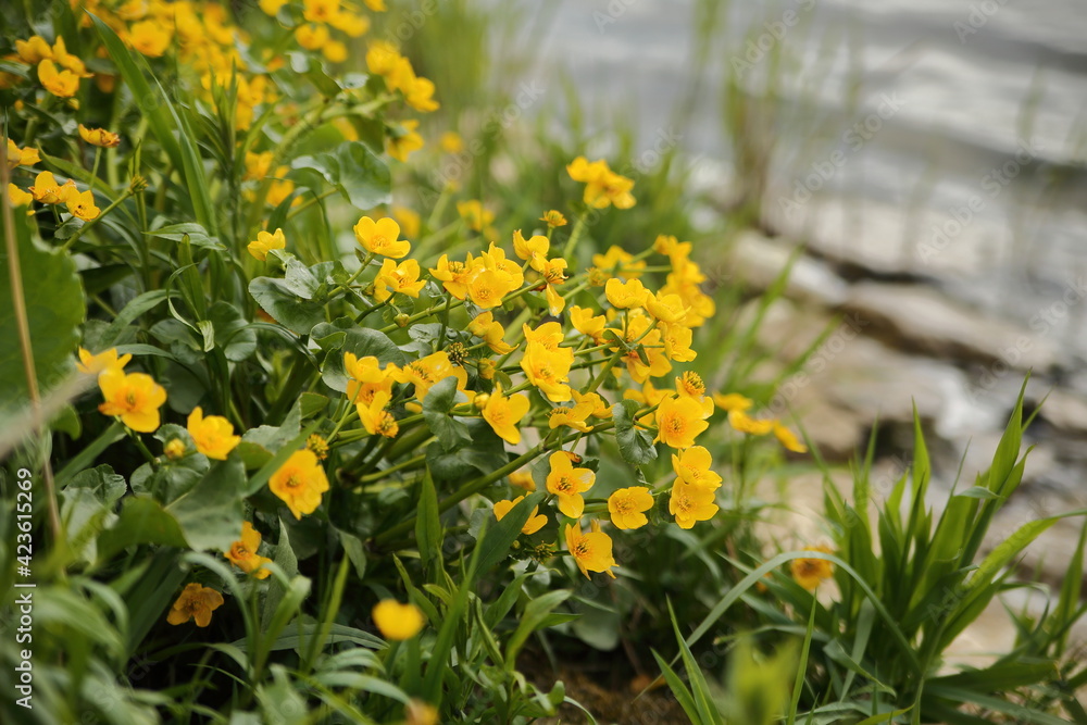 Marigolds on river bank