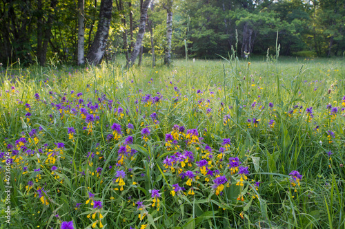 Environmental portrait of the  wooded meadow in Puhtu, Estonia, with the flowering Wood Cow-wheat in front. The semi natural wooded meadows are among richest biodiversity communities in Boreal regions
