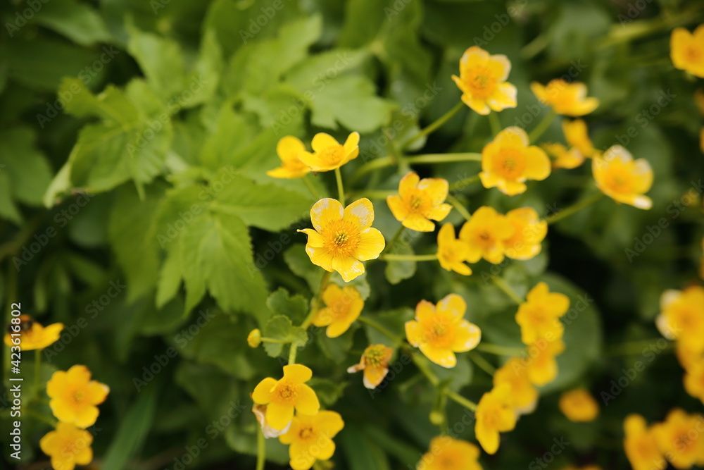 yellow flowers in spring, marigolds close up yellow flowers in spring, marigolds close up