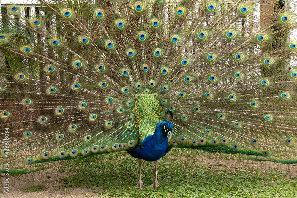 Obraz premium Bridgetown, Barbados - March 21 2021: A large, turquoise and emerald colored male peacock displaying his tail feathers with his beak open. Leaning forward towards ground.