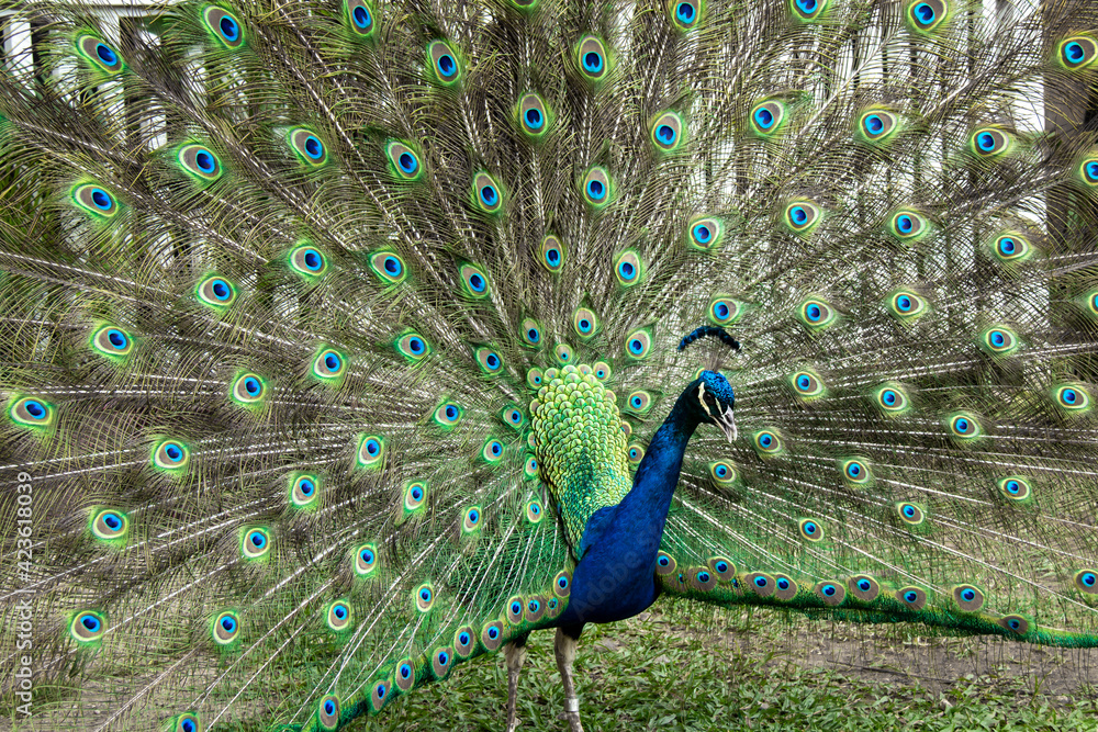 Obraz premium Bridgetown, Barbados - March 21 2021: A large, turquoise and emerald colored male peacock displaying his tail feathers with his beak open. Attempting to attract a mate.
