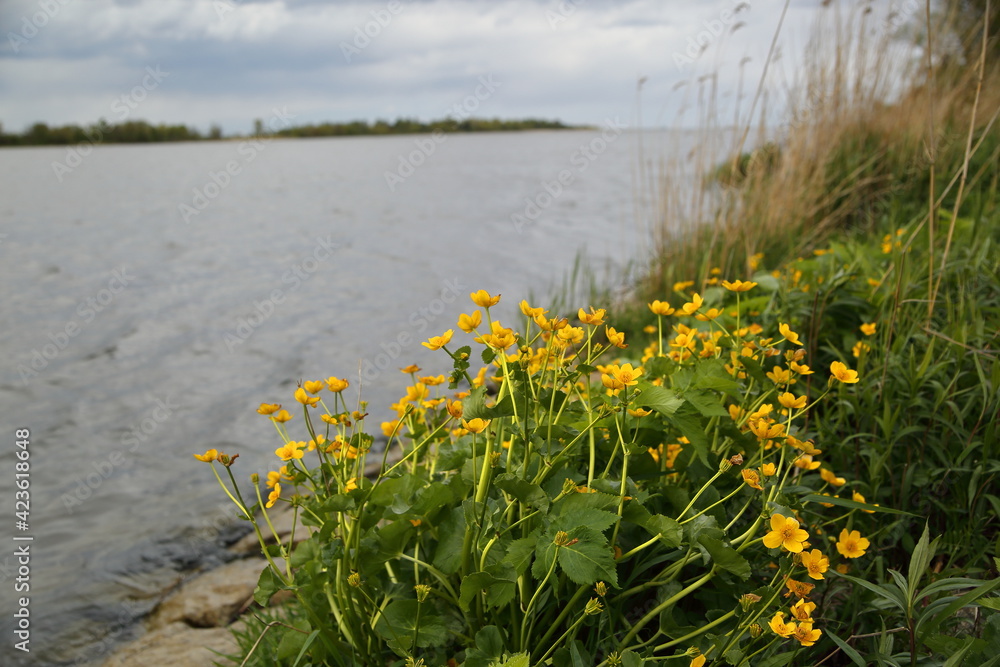 Fototapeta premium yellow spring flowers on the river bank