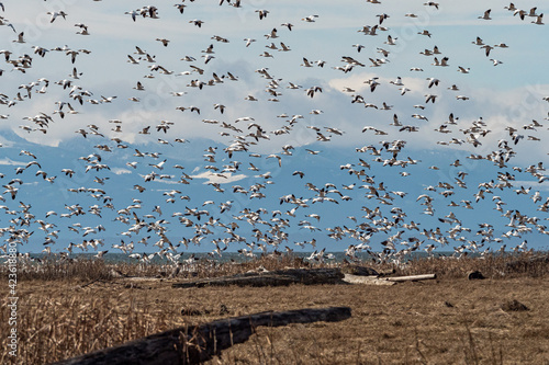 a large flock of snow geese took flight over the edge of brown grasses filled wetland by the coast with clouds above the mountain range over the horizon