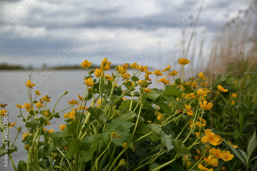 yellow wild spring flowers in the field, marigolds on Vistula river bank
