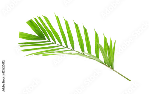 Fototapeta Naklejka Na Ścianę i Meble -  Tropical palm leaf isolated on white background.