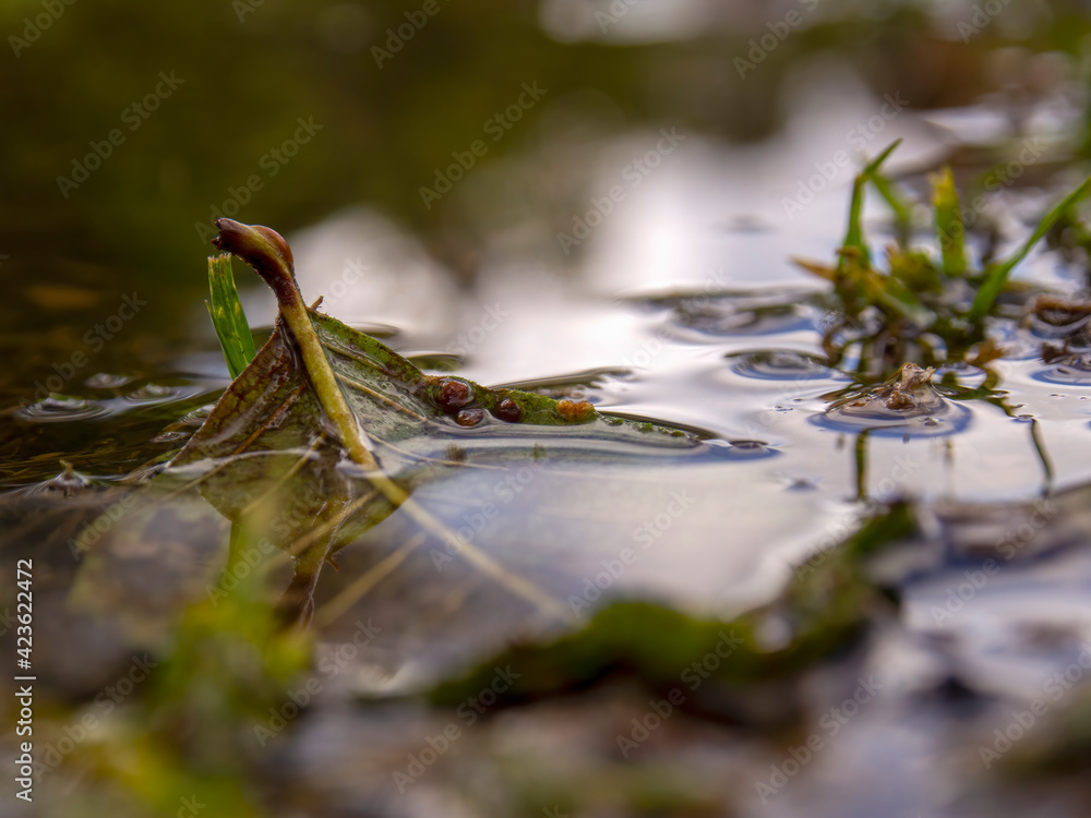 Fototapeta premium Macro photography of an alder leaf in a puddle, captured at a farm near the colonial town of Villa de Leyva, Colombia.