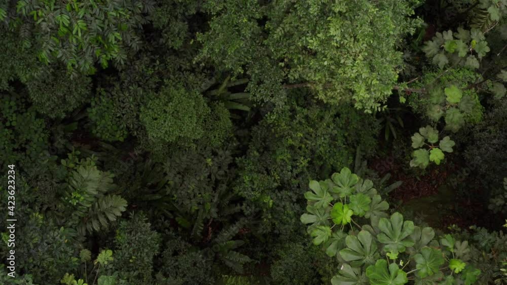 Zooming out from a tropical forest floor to a top view, revealing the forest canopy of the Amazon rainforest Zooming out from a tropical forest floor to a top view, revealing the forest canopy of the Amazon rainforest