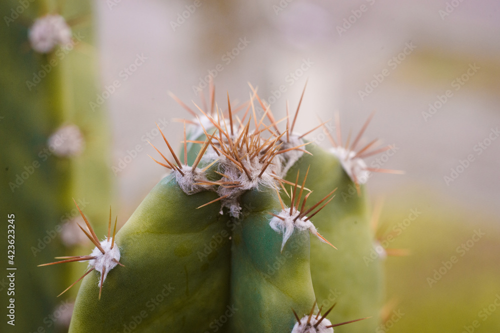 Cacto - detalhe
