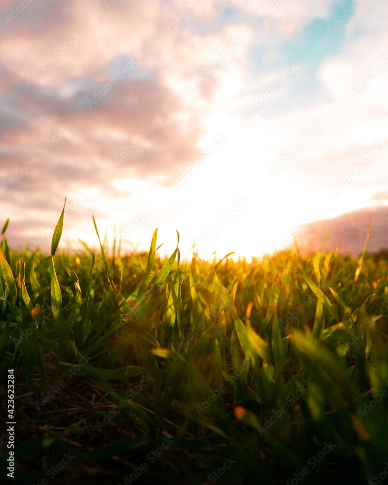 Fototapeta premium sunset over field