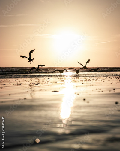 Fototapeta seagulls on the beach at sunset silhouette