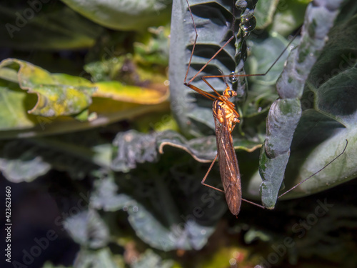 Macro photography of a crane fly on a kale leaf, captured at a garden near the colonial Town of Villa de Leyva, Colombia.