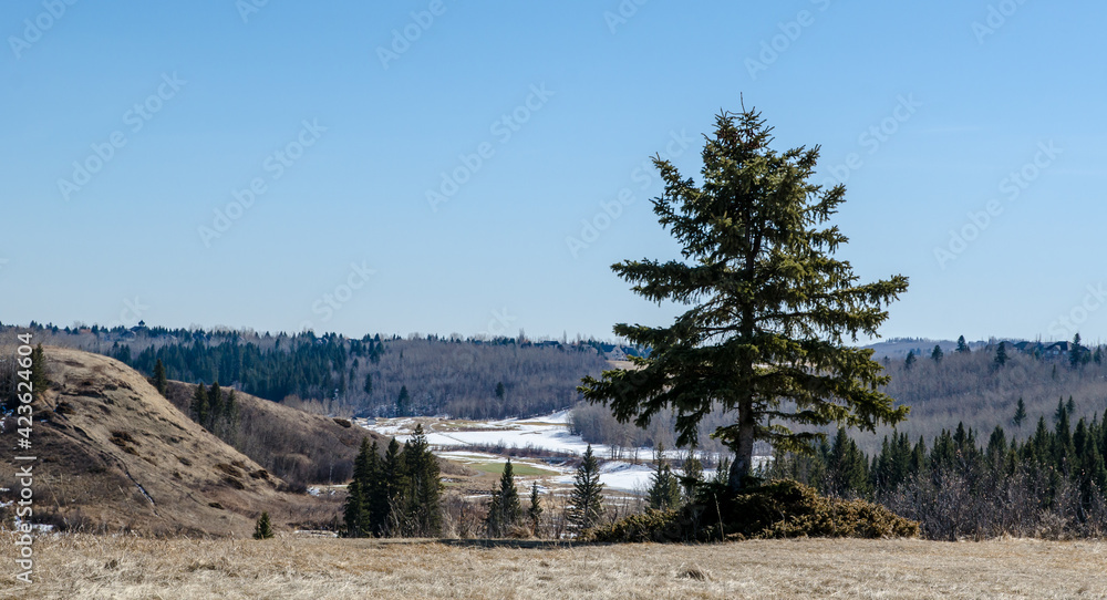 To the city outskirts an isolated evergreen tree (fir) on a hill is standing out in a still dry grassy area, in the background a large valley with big patches of snow.
