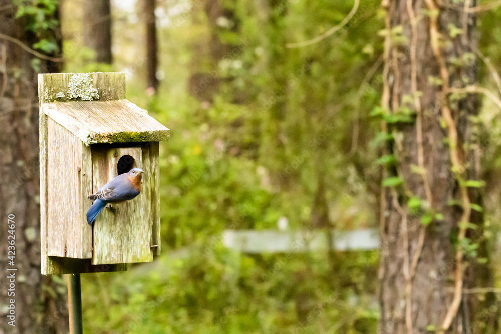 Southeastern Bluebird in Springtime Nesting