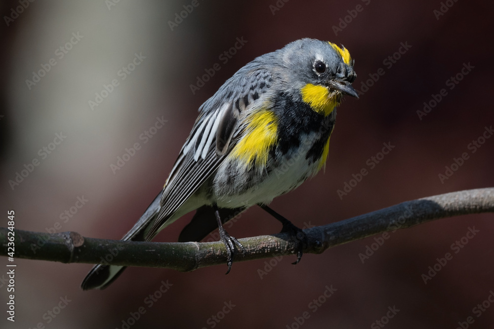 Fototapeta premium Yellow-Rumped Warbler Perched on a Tree Branch