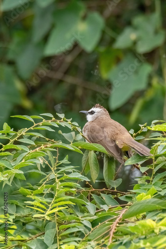 Wallpaper Mural yellow-vented bulbul perched on branch in nature Torontodigital.ca