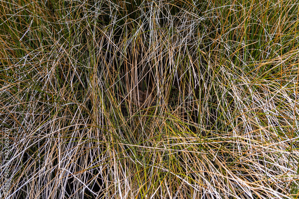 Naklejka premium Carolina Marsh Rabbit Hiding in Salt Marsh 3