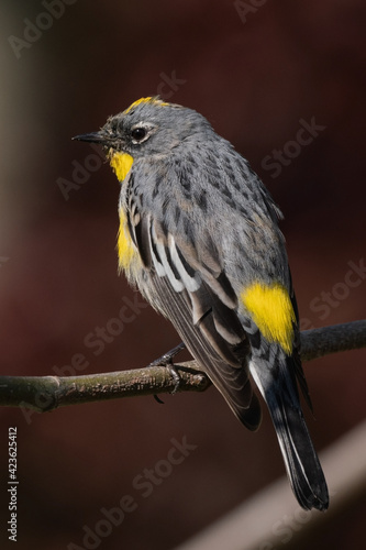 Yellow-Rumped Warbler Perched on a Tree Branch Looking Back Over Shoulder photo