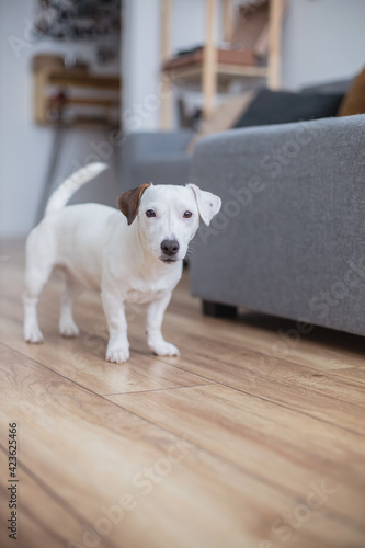 Cute little dog Jack Russell Terrier breed posing at minimalistic home interior scandinavian style