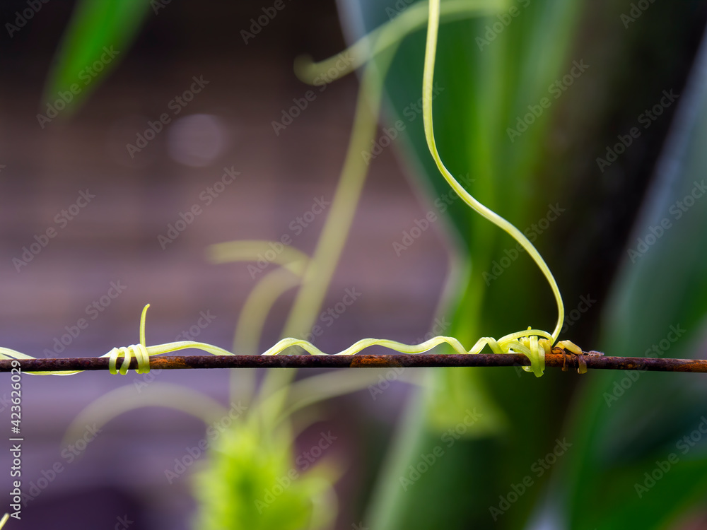 Macro photography of stuffing cucumber curling tendrils, captured in a farm near the colonial town of Villa de Leyva, Colombia, Macro photography of stuffing cucumber curling tendrils, captured in a farm near the colonial town of Villa de Leyva, Colombia,