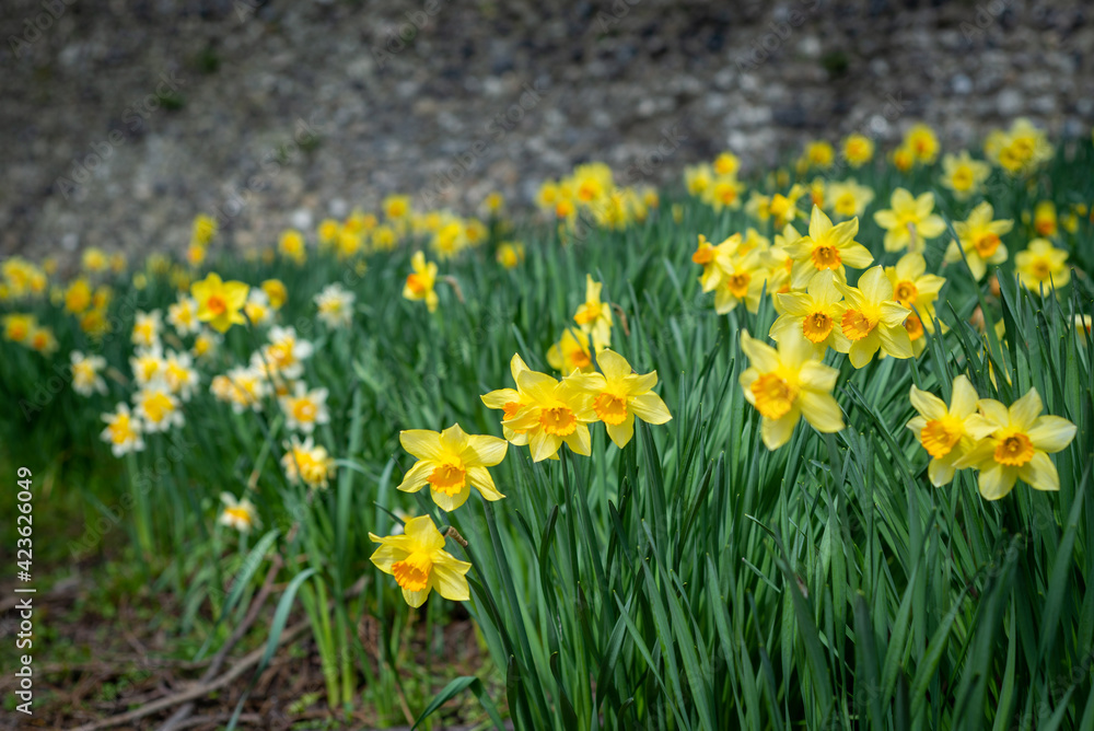 Spring daffodils blooming in Canterbury, England, Uk. Spring daffodils blooming in Canterbury, England, Uk.