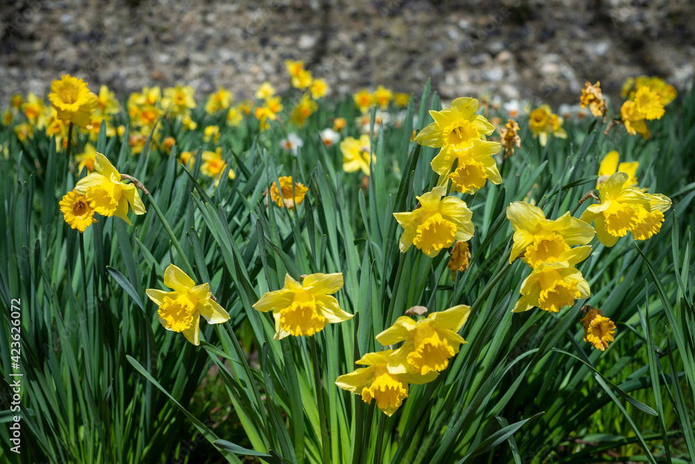 Bright yellow daffodils stand tall on a sunny spring day. Bright yellow daffodils stand tall on a sunny spring day.