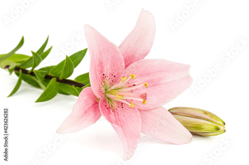 Pink lily flower, isolated on white background © kostiuchenko