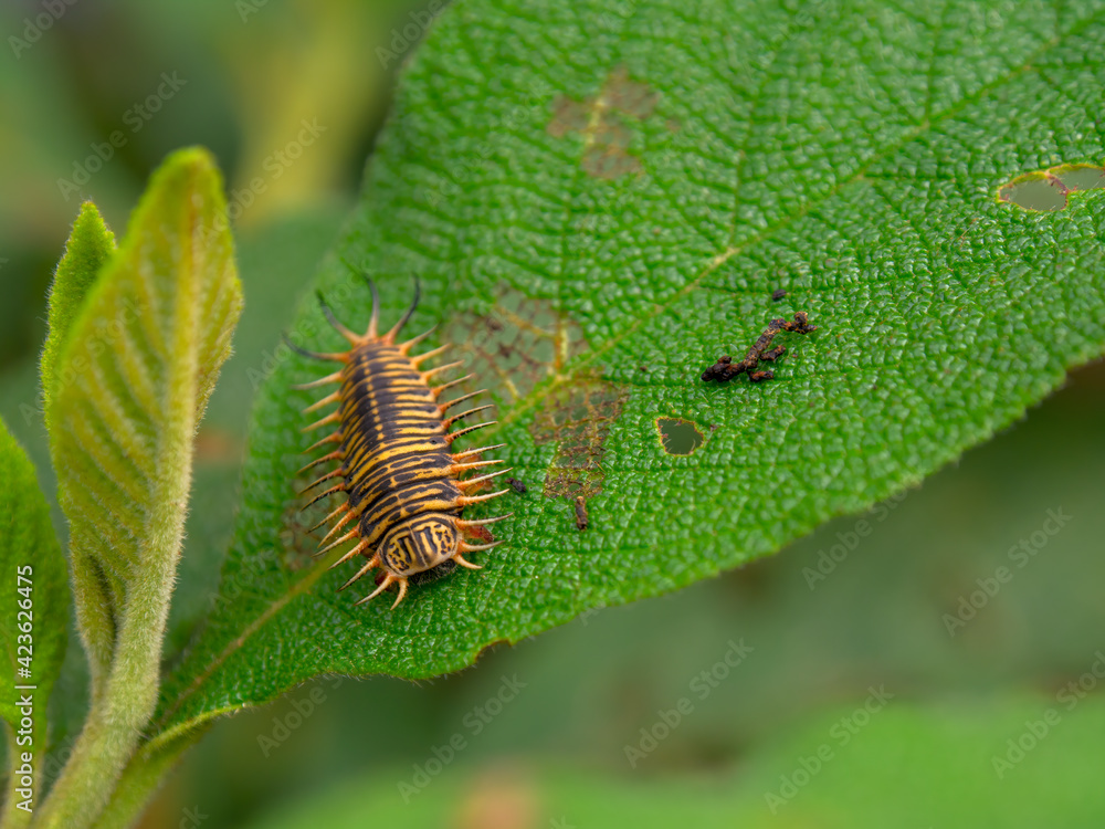 Macro photography of a tortoise beetle larva on a leaf. Captured in a garden near the colonial town of Villa de Leyva, Colombia. Macro photography of a tortoise beetle larva on a leaf. Captured in a garden near the colonial town of Villa de Leyva, Colombia.