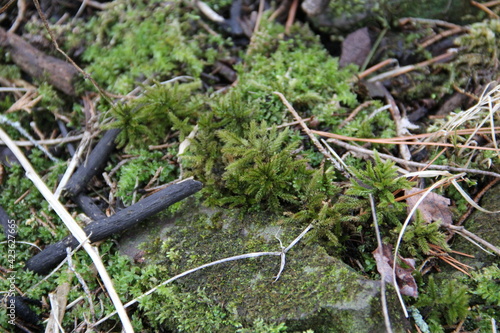 Green moss on the forest floor