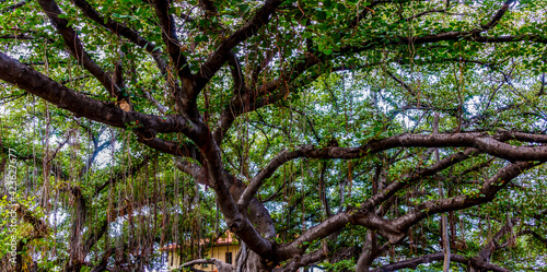 The Banyan Tree in The Courthouse Square is The Largest Tree in The United States, Lahaina, Maui, Hawaii, USA